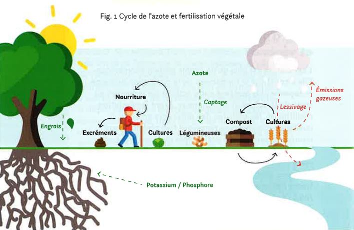 Peut-on fertiliser les sols sans fumier ni engrais chimiques ? - AVF  (Association Végétarienne de France)